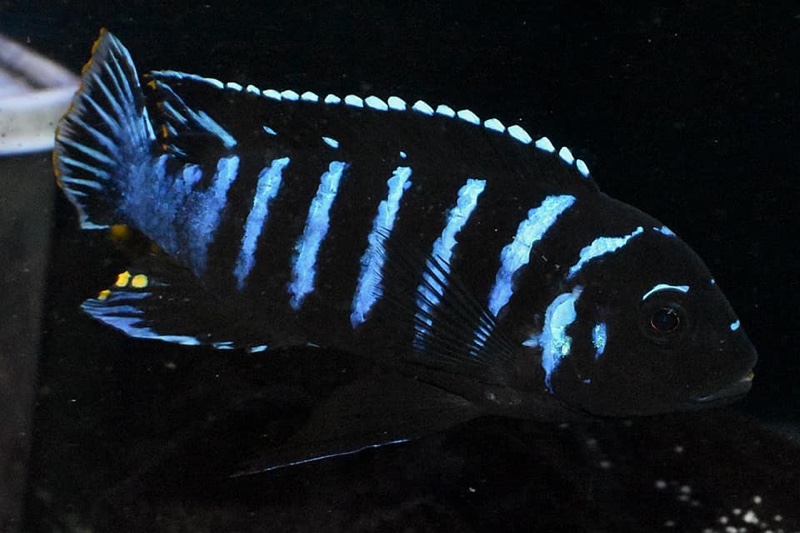 Maylandia sp. 'dolphin' Thumbi Point